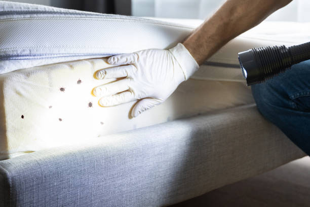 Best Pest Control for Homes  in Santa Clara, NM