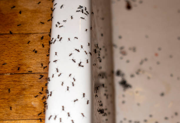 Santa Clara, NM Pest Control Company