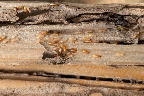 Best Spider Control Near Me  in Santa Clara, NM